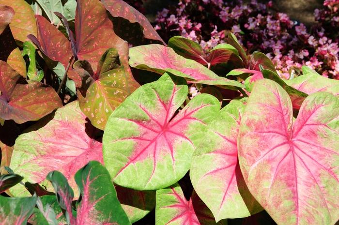 Caladium x hortulanum Lemon Blush
