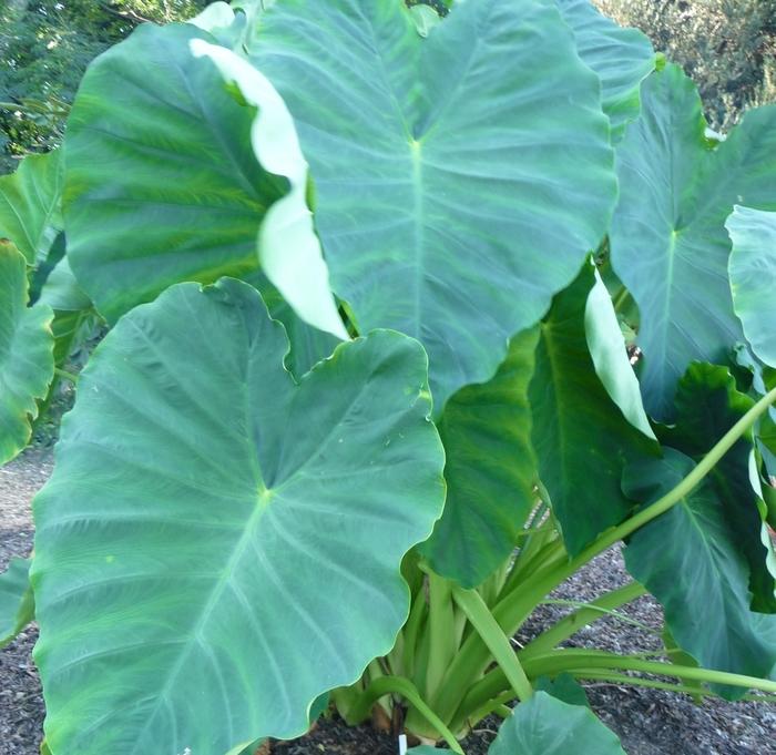 Colocasia esculenta Jack's Giant