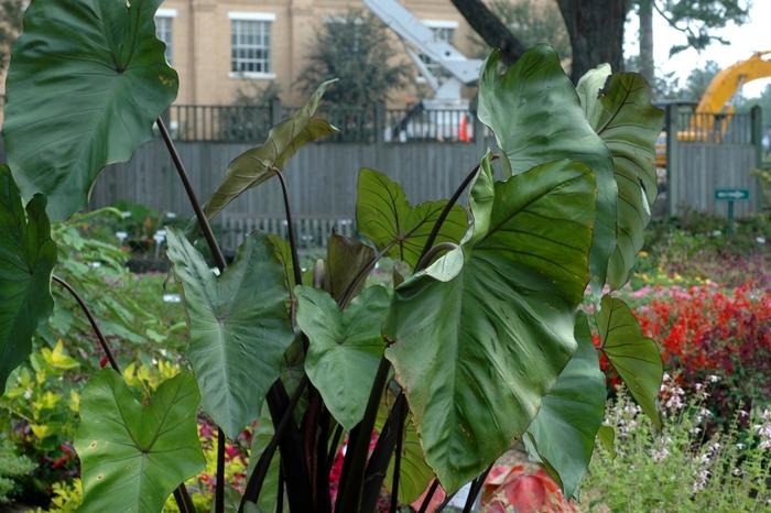 Colocasia esculenta Purple Stem