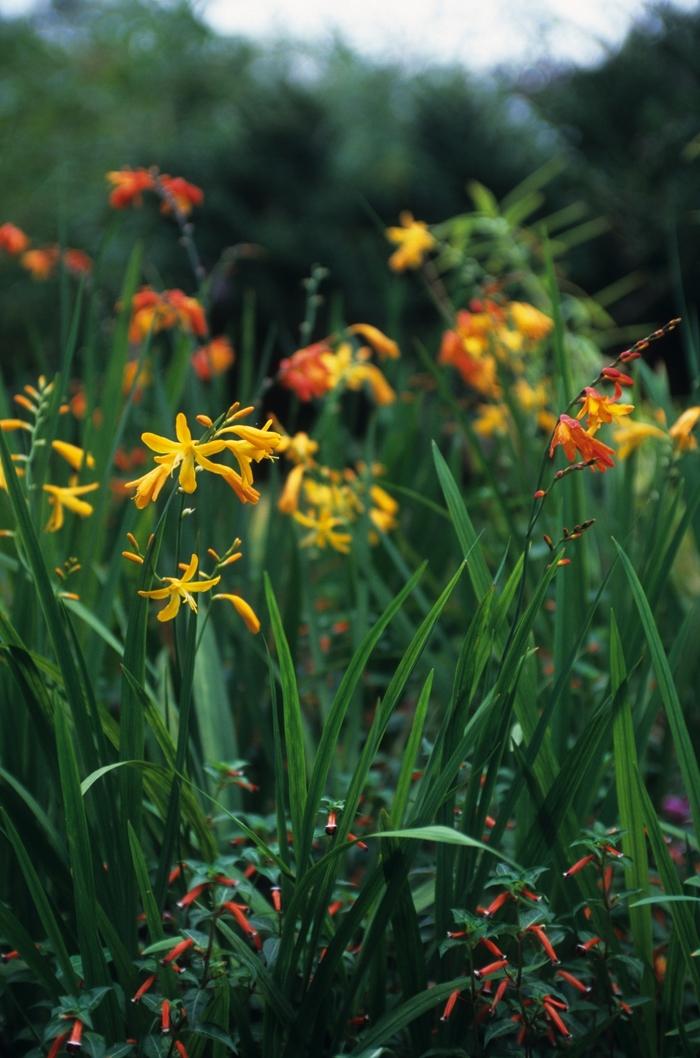 Crocosmia Emily Mckenzie