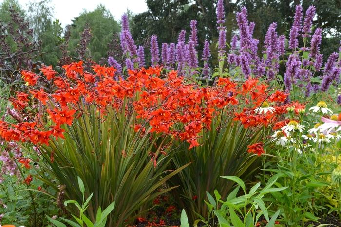 Crocosmia x crocosmiiflora Twilight Fairy&trade; Crimson