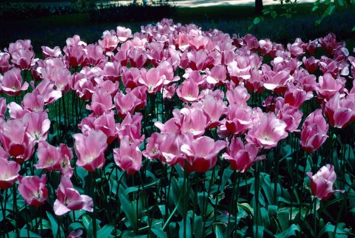 Tulipa Monseigneur Bekkens