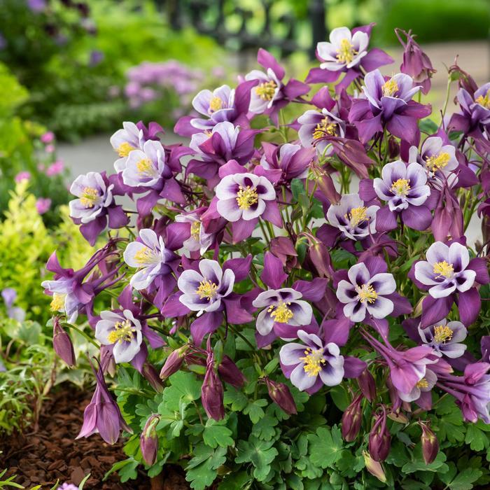 Aquilegia caerulea Earlybird™ Purple White