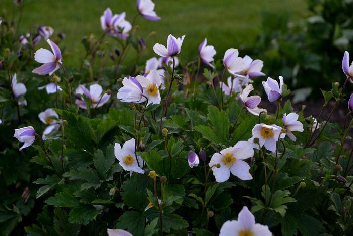 Anemone Wild Swan&trade;