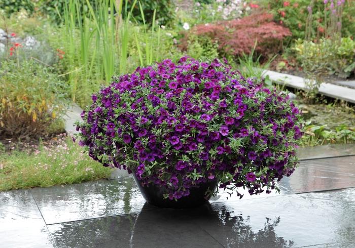 Calibrachoa Kabloom™ Deep Blue