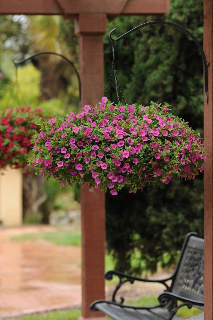 Calibrachoa Kabloom™ Deep Pink