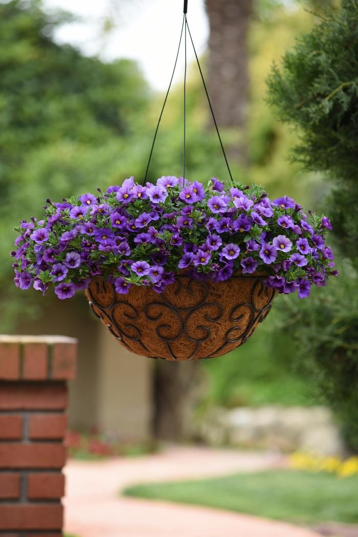 Calibrachoa Kabloom™ Denim