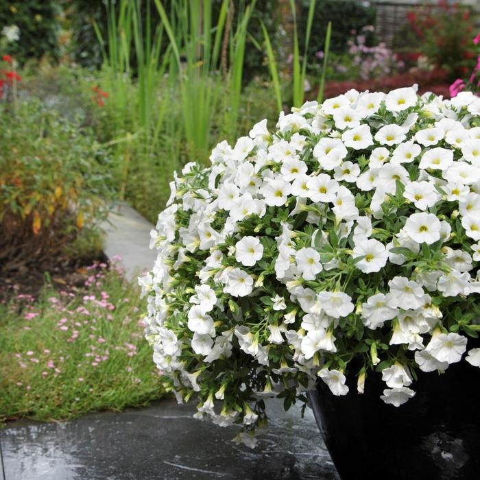 Calibrachoa Kabloom™ White
