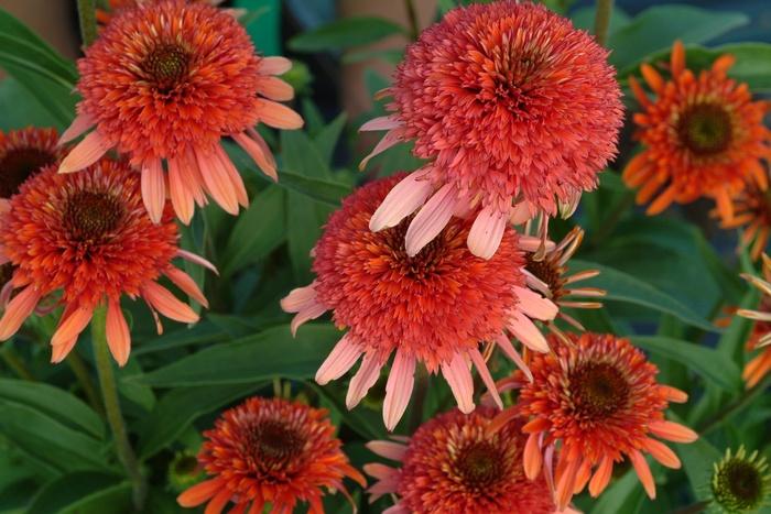 Echinacea Coral Reef