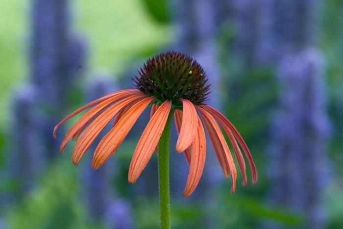 Echinacea Orange Meadowbrite&trade;