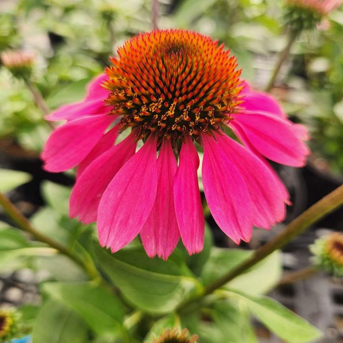 Echinacea Panama Rose