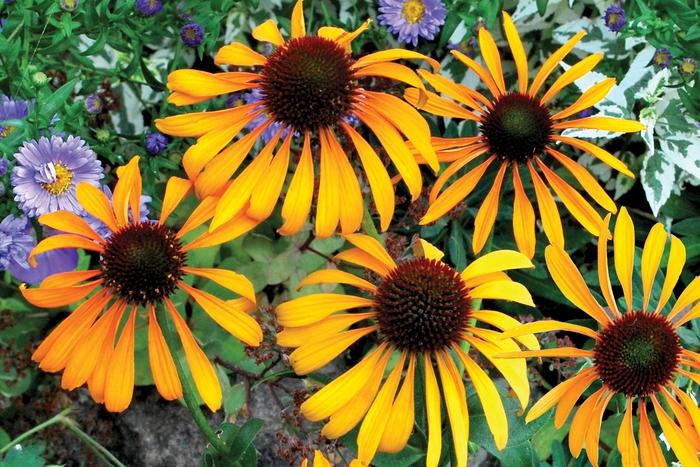 Echinacea Phoenix