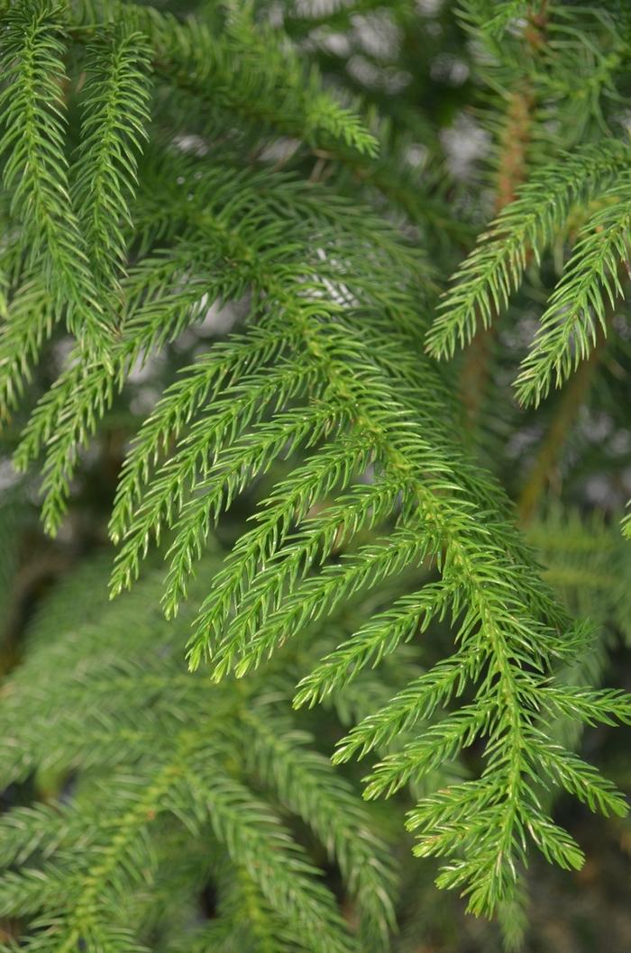 Araucaria heterophylla 