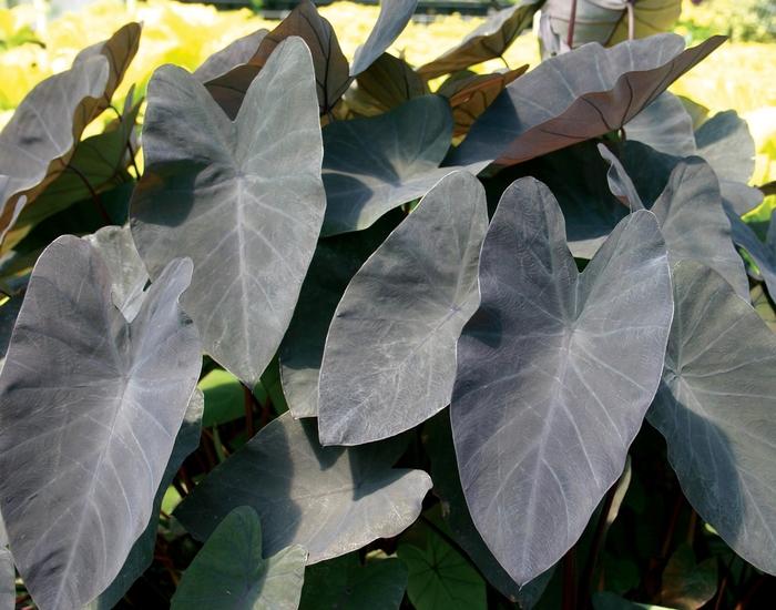 Colocasia esculenta Black Magic