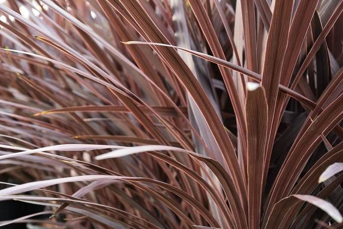 Cordyline australis Red Star