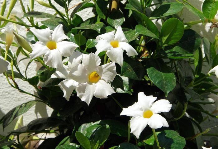 Mandevilla Sun Parasol&reg; Giant White