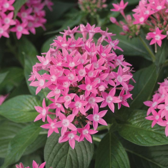 Pentas lanceolata Butterfly Deep Pink