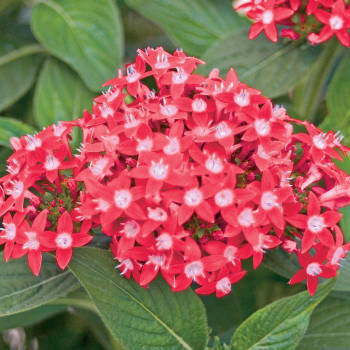 Pentas lanceolata Butterfly Red