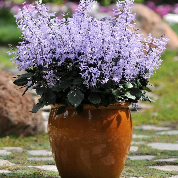 Plectranthus Mona Lavender
