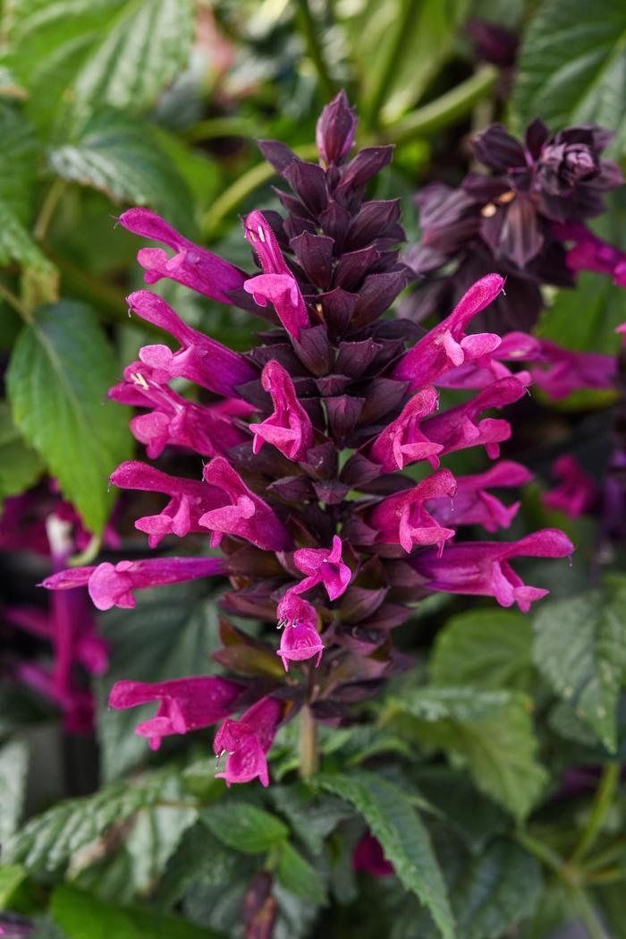 Salvia guaranitica Plum Crazy