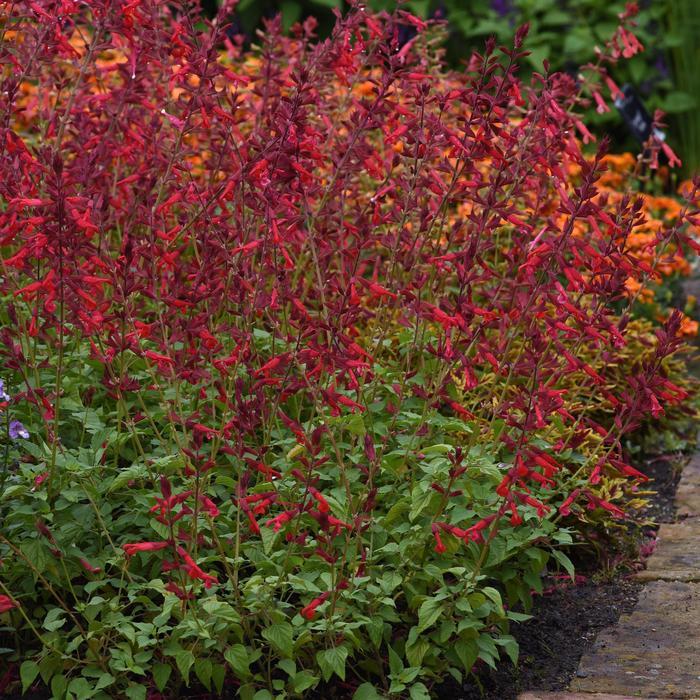 Salvia splendens Roman Red