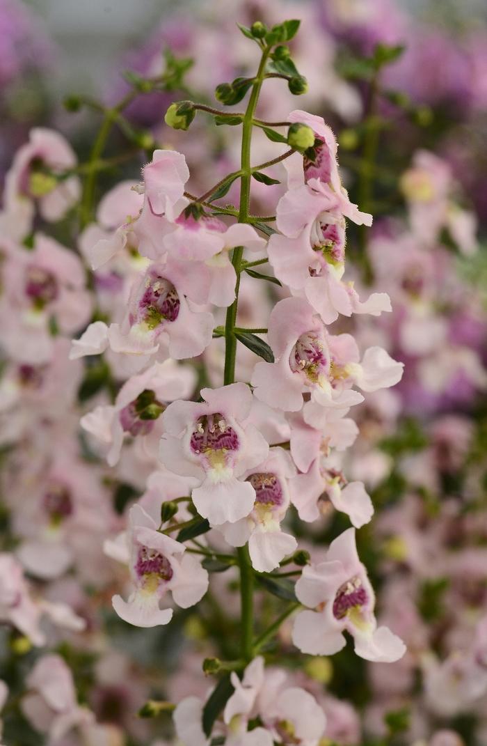 Angelonia angustifolia Archangel™ Light Pink