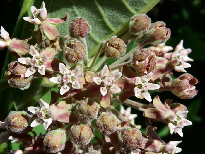 Asclepias syriaca 