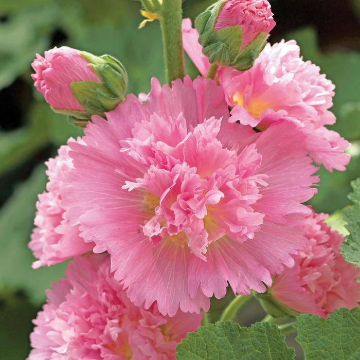Alcea rosea Spring Celebrities Spring Celebrities Pink