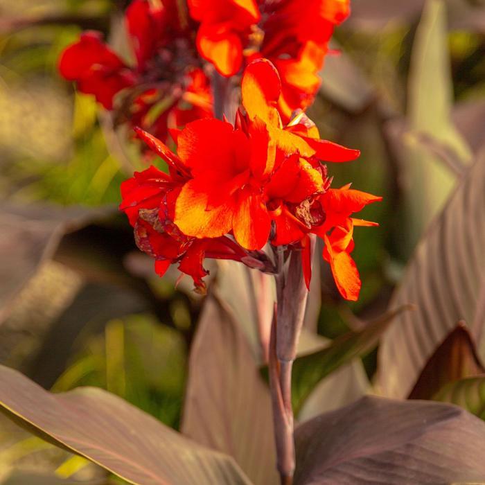 Canna x generalis Cannova® Bronze Scarlet