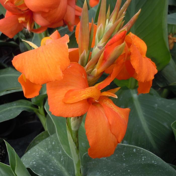 Canna x generalis Cannova® Orange Shades