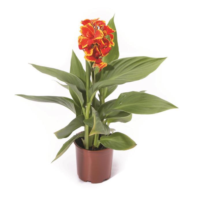Canna x generalis Cannova® Red Golden Flame