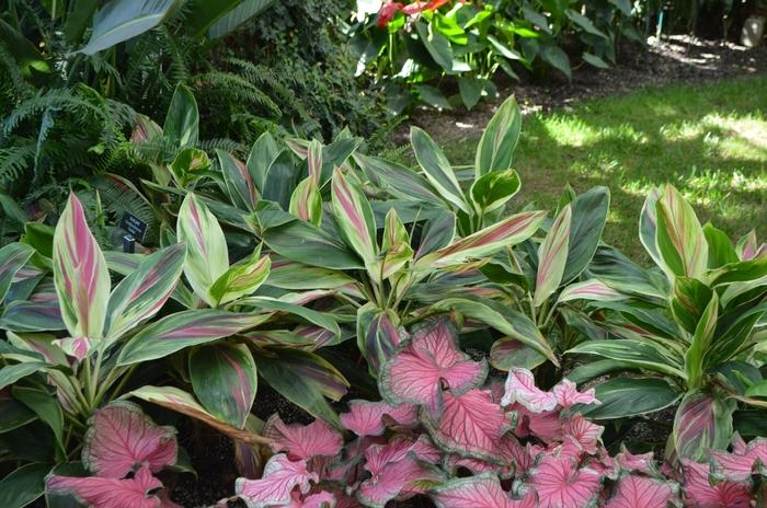 Cordyline fruticosa Exotica