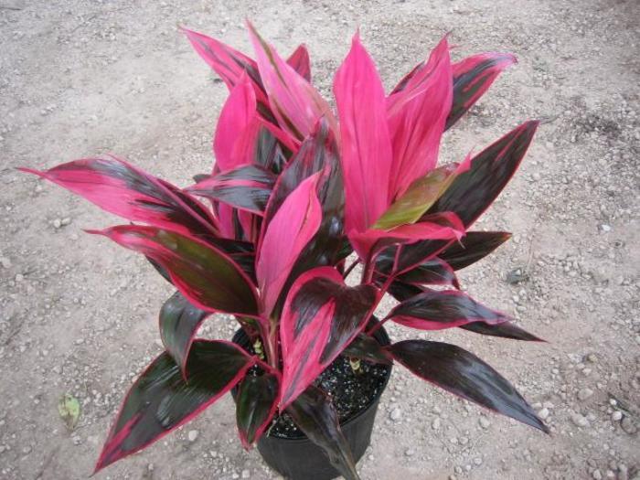 Cordyline fruticosa Red Sister