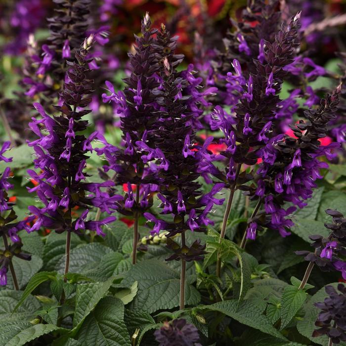 Salvia guaranitica Purple & Bloom