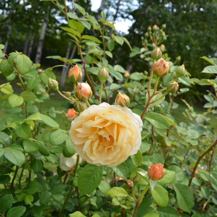 Rosa Charles Darwin