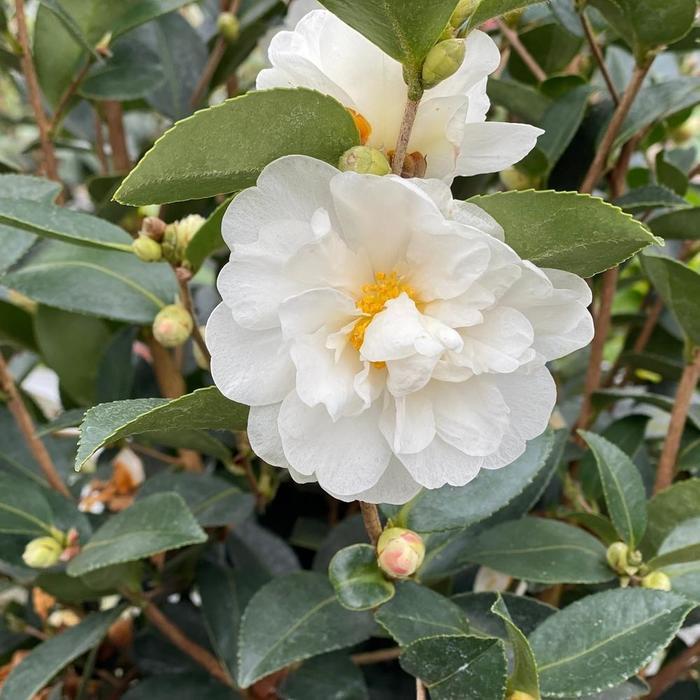 Camellia Just Chill&reg; Double White