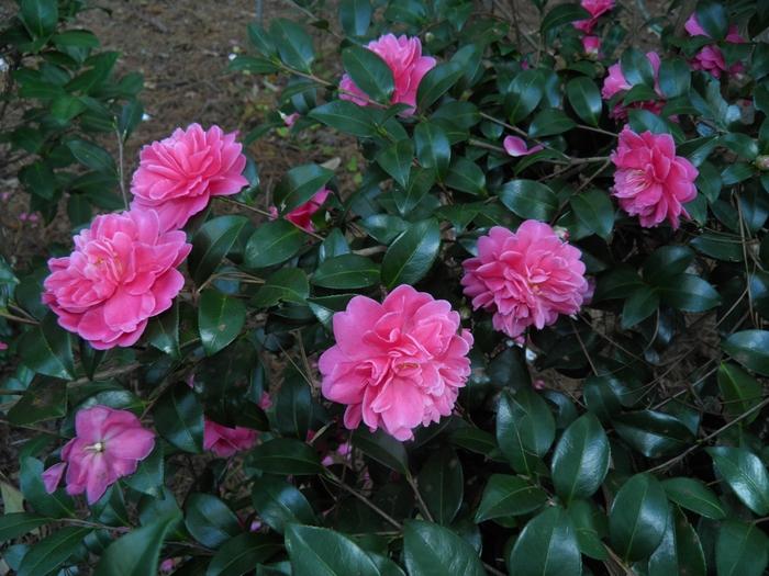 Camellia Autumn Spirit