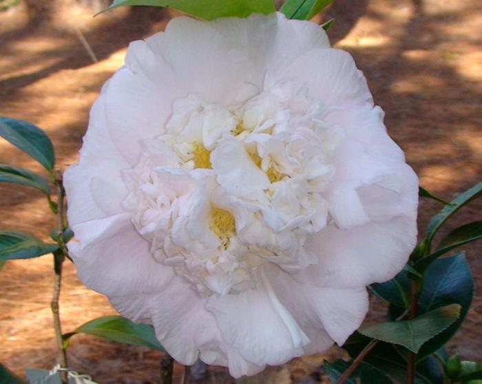 Camellia Kerry Elizabeth