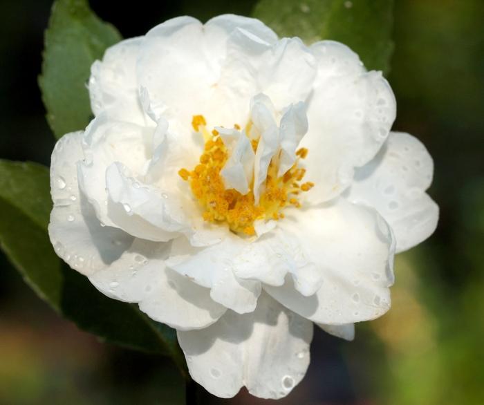 Camellia Polar Ice