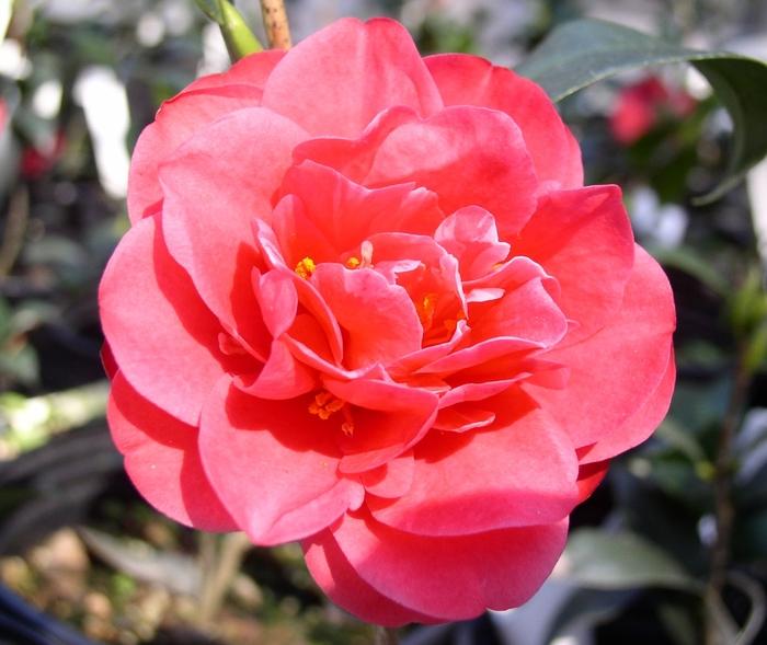 Camellia Sun Worshiper