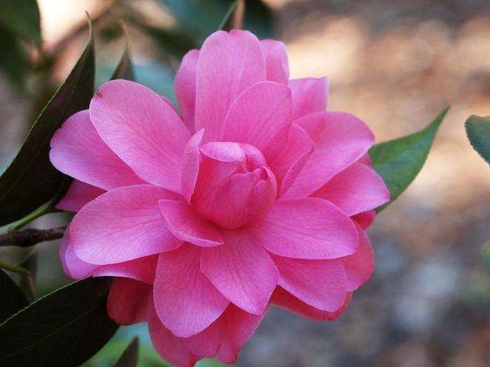 Camellia Tom Perkins
