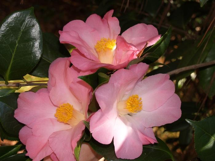 Camellia WC Wyatt