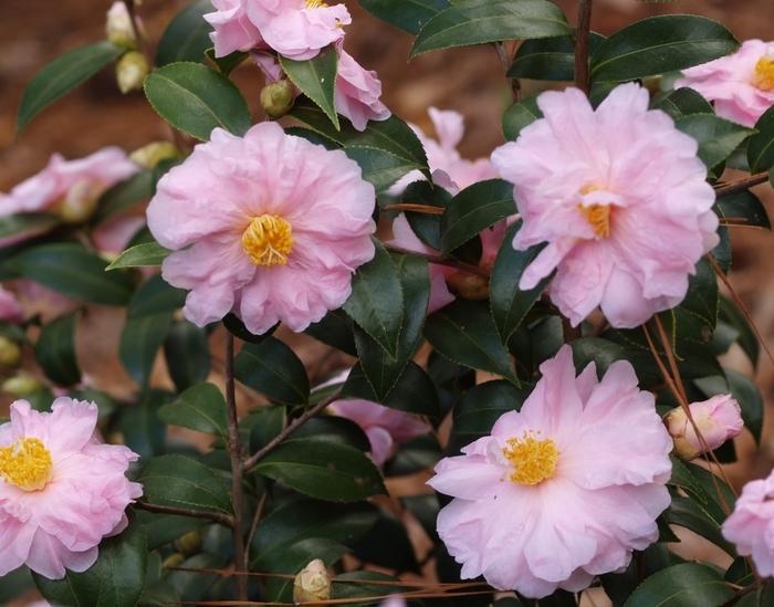 Camellia Winter's Beauty