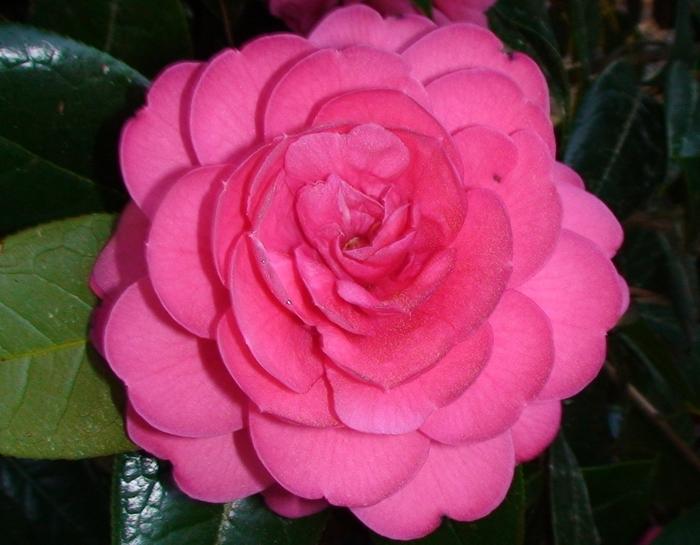 Camellia edithae Jinqu