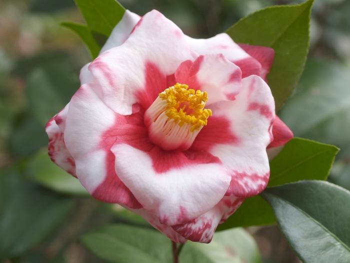 Camellia japonica Adolf Audusson Variegated