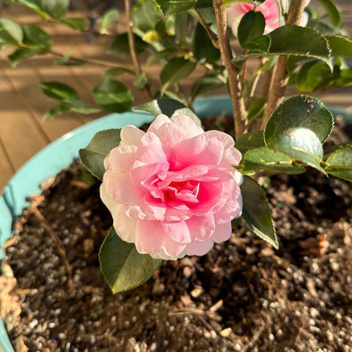 Camellia sasanqua Dream Weaver