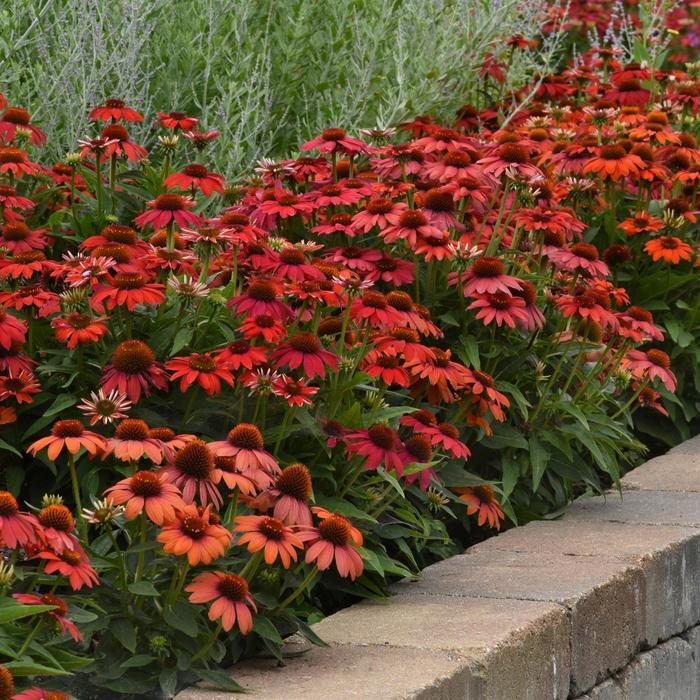 Echinacea Artisan&trade; Ombre Red