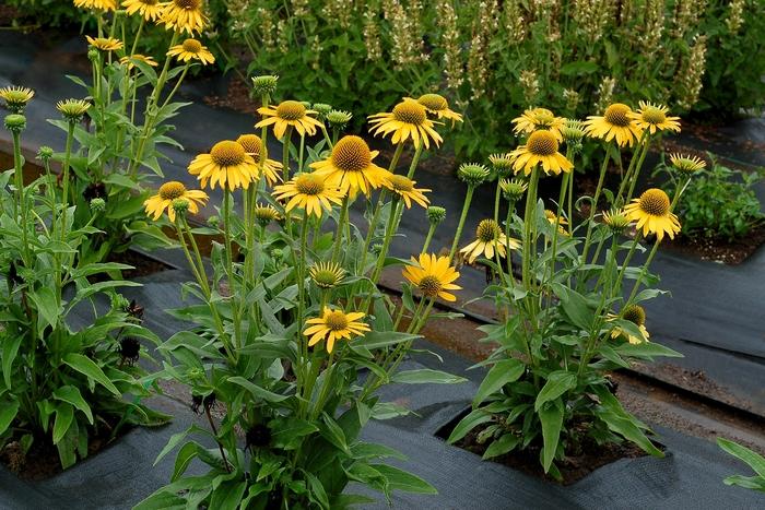 Echinacea Kismet&reg; Yellow