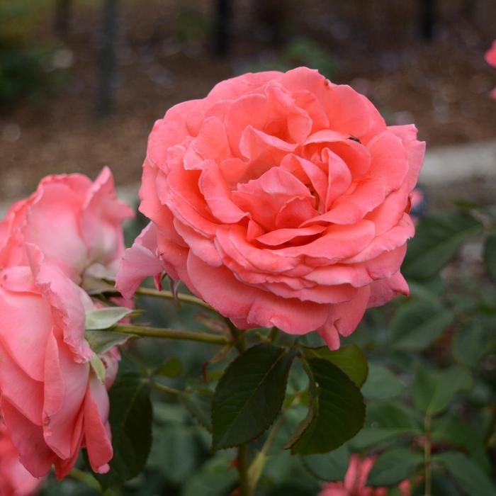 Rosa America™