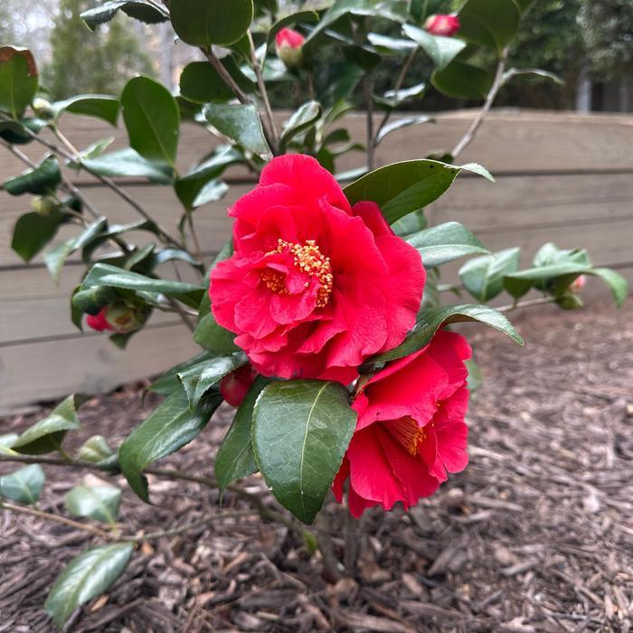 Camellia japonica Kramer's Supreme